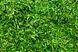 Матча Судзіока зелена (Маття) TM TeaStar 50 грамів 14032 фото 2